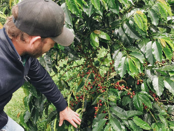 Colombia Decaf Intense Strawberry Co-Ferment