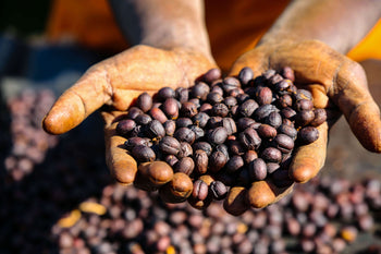 Ethiopia 72HR Anaerobic Shade Natural