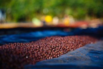 Ethiopia 72HR Anaerobic Shade Natural