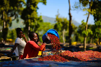 Ethiopia 72HR Anaerobic Shade Natural