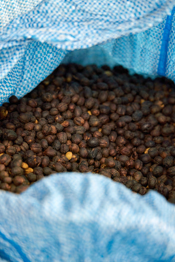 Bolivia Catuai Honey