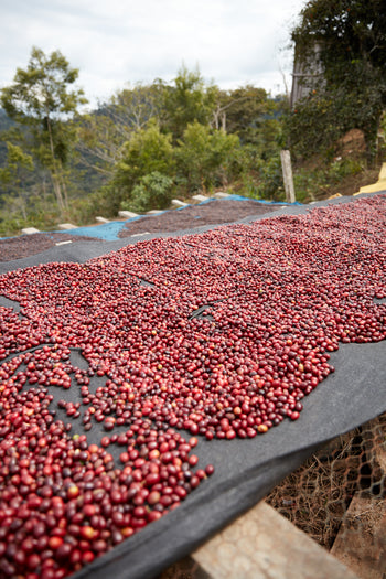 Bolivia Catuai Honey