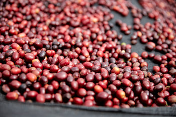 Bolivia Catuai Honey