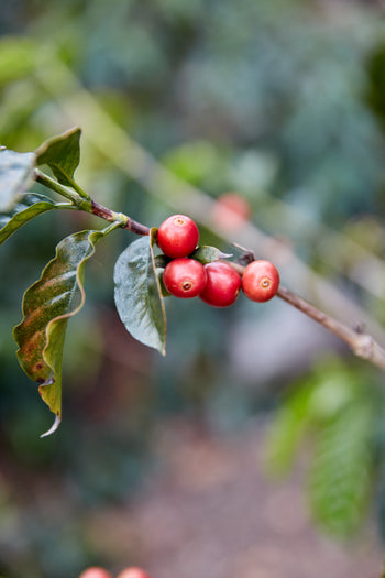 Bolivia Catuai Honey