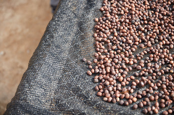 Bolivia Catuai Honey
