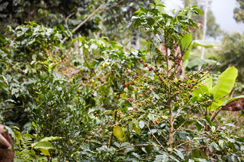 Bolivia Catuai Honey