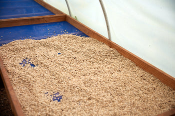 Bolivia Catuai Honey