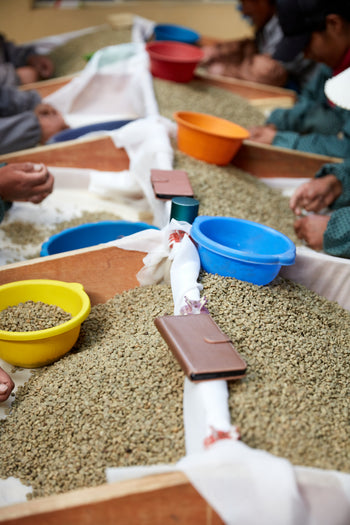 Bolivia Catuai Honey