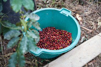 Bolivia Catuai Honey
