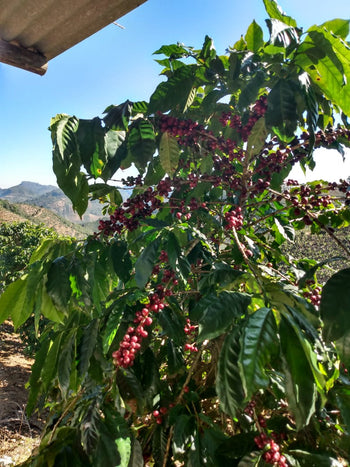 COSTA RICA LAURINA BLACK HONEY