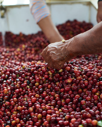 Ecuador Typica Washed Anaerobic
