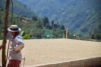 Guatemala Red Pacamara Anaerobic In Cherry Washed