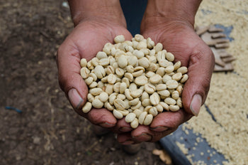 Guatemala Red Pacamara Anaerobic In Cherry Washed