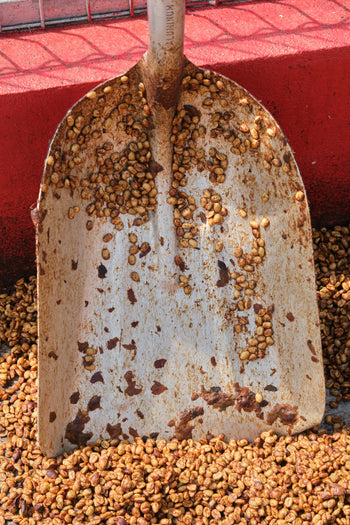 COSTA RICA LAURINA BLACK HONEY