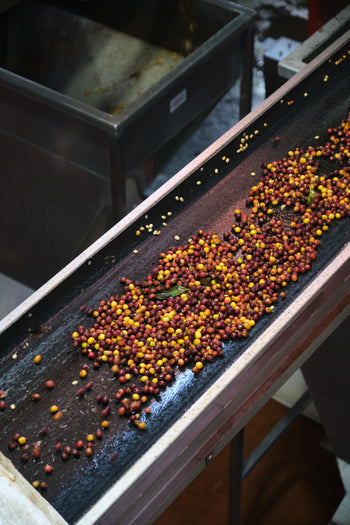 COSTA RICA LAURINA BLACK HONEY