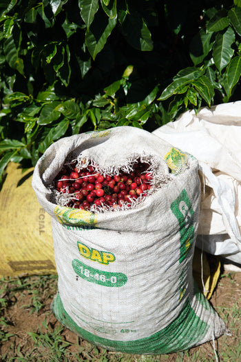 COSTA RICA LAURINA BLACK HONEY