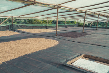 Colombia Laurina Natural Tartaric Acid Cold Room