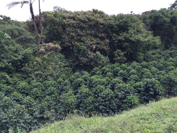 Ecuador Typica Honey Finca Hakuna Matata