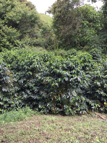 Ecuador Typica Honey Finca Hakuna Matata
