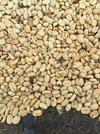 Ecuador Typica Honey Finca Hakuna Matata