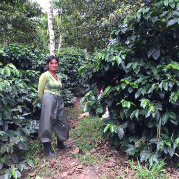 Ecuador Typica Honey Finca Hakuna Matata