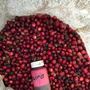 Ecuador Typica Honey Finca Hakuna Matata