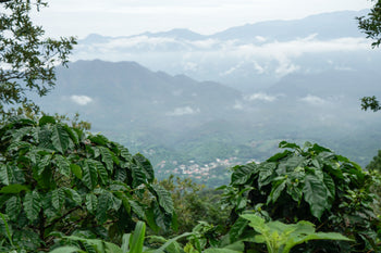 EL Salvador Ethiopia Landrace Washed