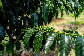 Colombia Pink Bourbon Washed