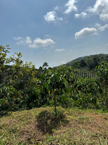 Colombia Pink Bourbon Washed