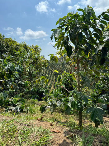 Colombia Pink Bourbon Washed