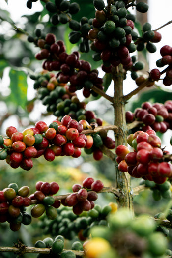 Colombia Decaf Intense Strawberry Co-Ferment