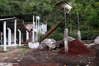 Guatemala Pacamara Natural