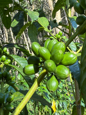Ecuador Typica Washed TyOxy - Finca Soledad