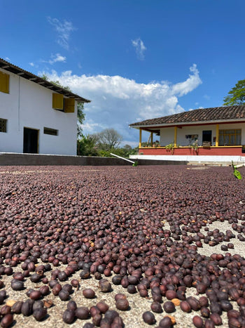 Colombia Pink Bourbon Natural