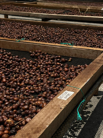 Colombia Pink Bourbon Natural