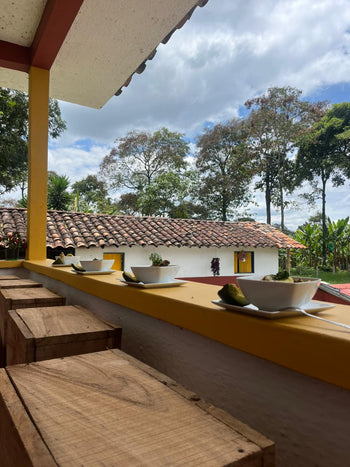 Colombia Pink Bourbon Natural