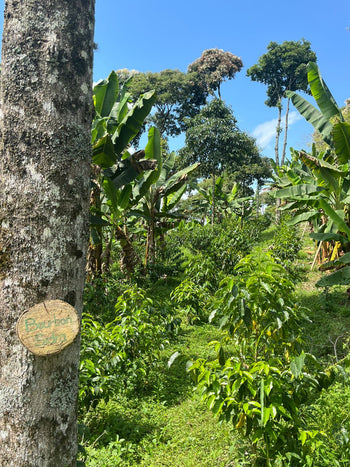 Colombia Pink Bourbon Natural