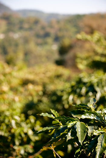 Mexico Anacafe 14 Natural Finca Xilontla