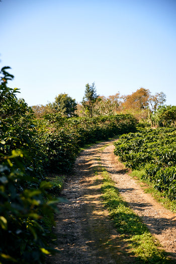 Mexico Anacafe 14 Natural Finca Xilontla