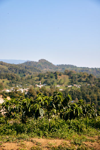 Mexico Anacafe 14 Natural Finca Xilontla