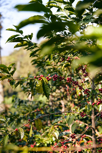 Mexico Anacafe 14 Natural Finca Xilontla