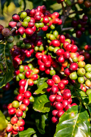 Mexico Anacafe 14 Natural Finca Xilontla