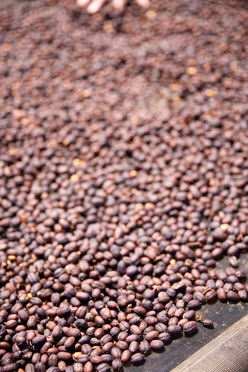 Mexico Anacafe 14 Natural Finca Xilontla
