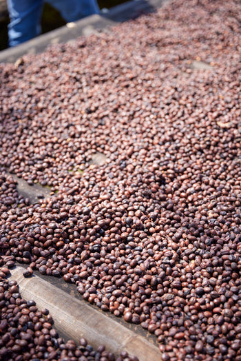Mexico Anacafe 14 Natural Finca Xilontla
