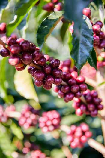 Mexico Anacafe 14 Natural Finca Xilontla