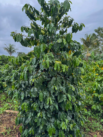 Mexico Anacafe 14 Natural Finca Xilontla