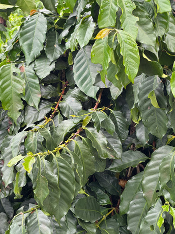 Mexico Anacafe 14 Natural Finca Xilontla