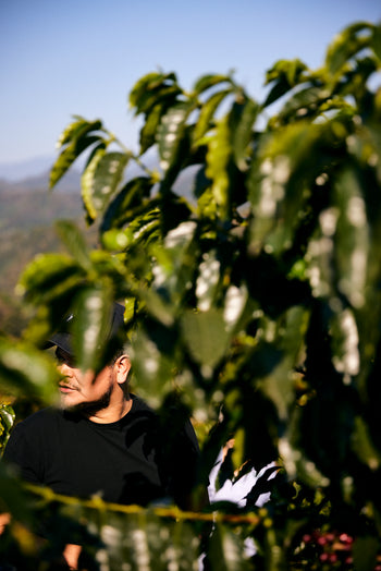 Mexico Anacafe 14 Natural Finca Xilontla