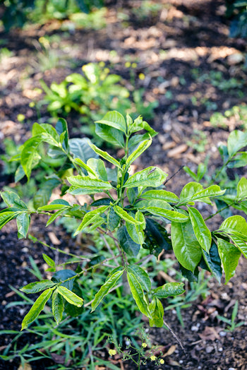 Mexico Anacafe 14 Natural Finca Xilontla