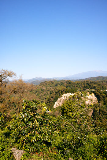 Mexico Anacafe 14 Natural Finca Xilontla